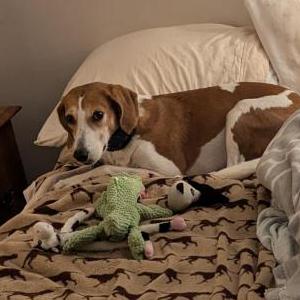 Lost Dog Lexi