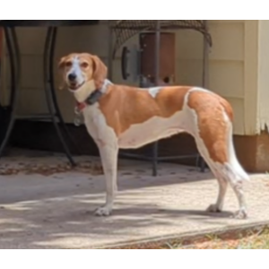 2nd Image of Lexi, Lost Dog