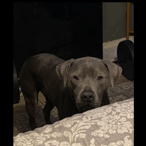 Lost Dog Kilo
