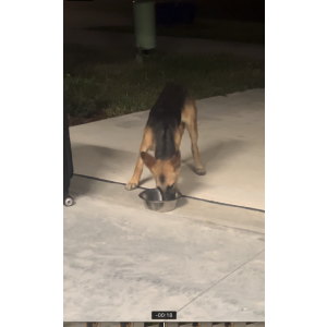Found Dog Unknown