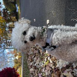 Lost Dog Clover