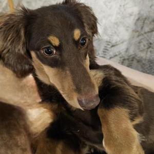 Image of Unknown, Found Dog