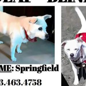Image of Springfield, Lost Dog