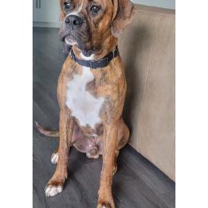 Lost Dog Rex