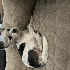 Found Dog Unknown