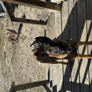 Found Dog Unknown