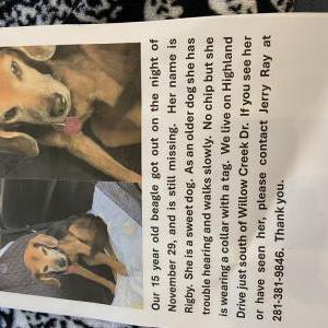 Lost Dog Rigby Ray