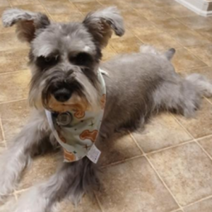 Lost Dog Max A Million (Max)