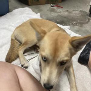 Found Dog Unknown