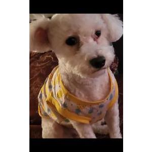Lost Dog Snow/snowball