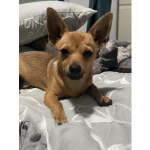 Lost Dog Peach