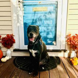 Image of Gabbar, Lost Dog