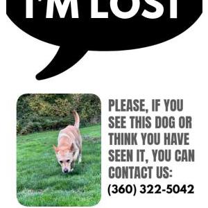 Lost Dog Bryla