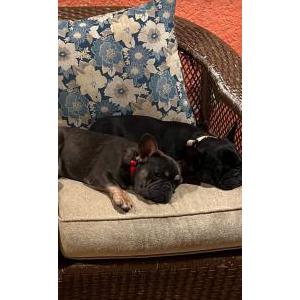 Lost Dog Melanie and Roma