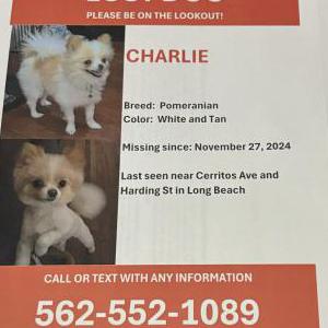 Lost Dog Charlie