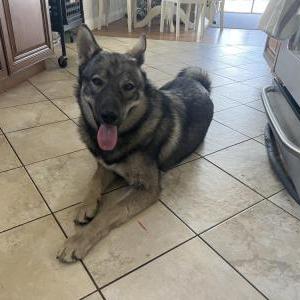 Found Dog Unknown