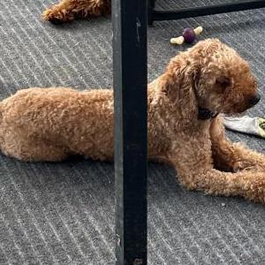 Lost Dog Hendrix