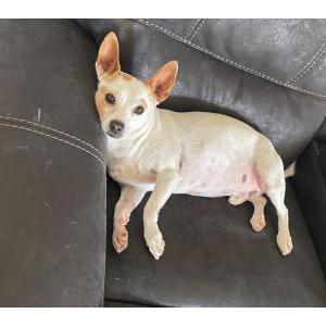 Lost Dog Max