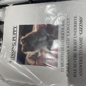 Lost Dog Gizmo