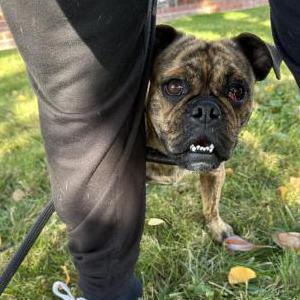 Found Dog Unknown