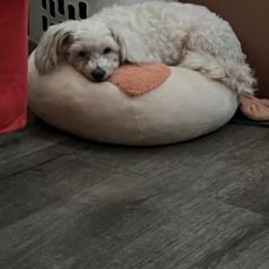 Lost Dog Lily