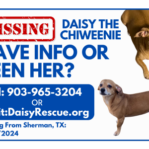 Lost Dog Daisy