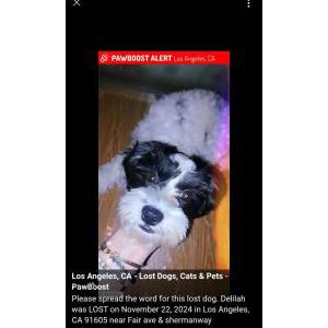 Lost Dog Delilah