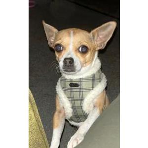 Lost Dog Princess Aurora