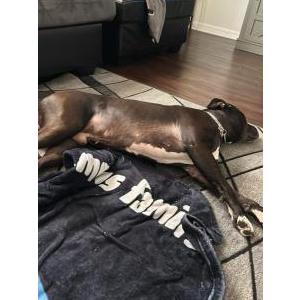 Lost Dog Junior
