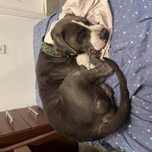 Found Dog Unknown’