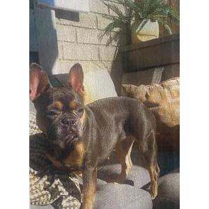 Lost Dog Cashmere