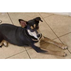 Found Dog unknown