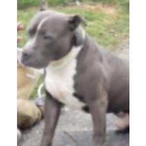 Lost Dog Zoey