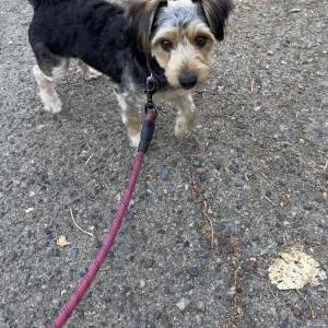 Found Dog Unknown