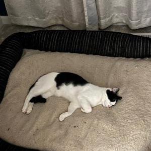 Image of Oreo, Lost Cat