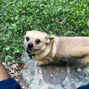 Lost Dog Debo