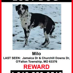 Lost Dog Milo