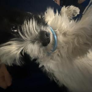 Lost Dog Noodle
