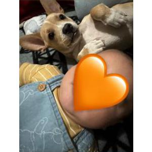 Lost Dog Lino