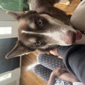 Lost Dog Coco