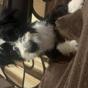 Lost Dog Nala
