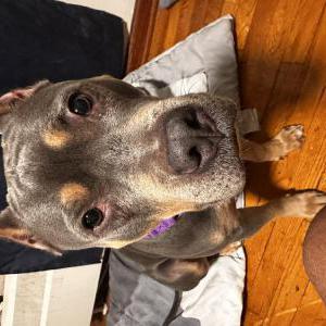 Lost Dog R’ayi
