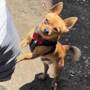 Lost Dog Boobies