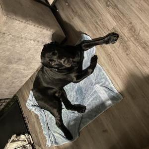 Lost Dog Diego