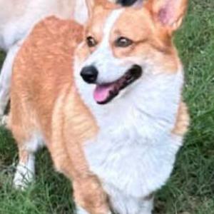 Lost Dog Kobe