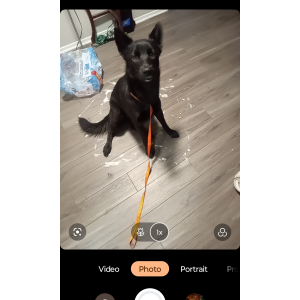 Found Dog Unknown
