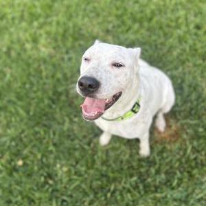 Found Dog Unknown