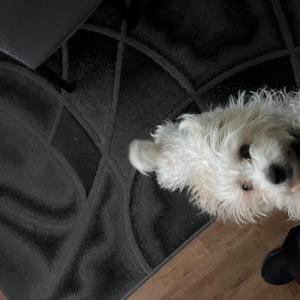 Lost Dog King Sewell