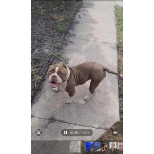 Found Dog Unknown
