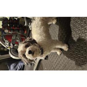 Found Dog Unknown
